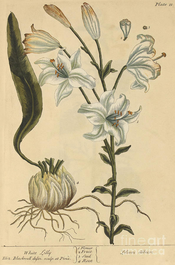 White Lily, Medicinal Plant, 1737 Photograph by Science Source