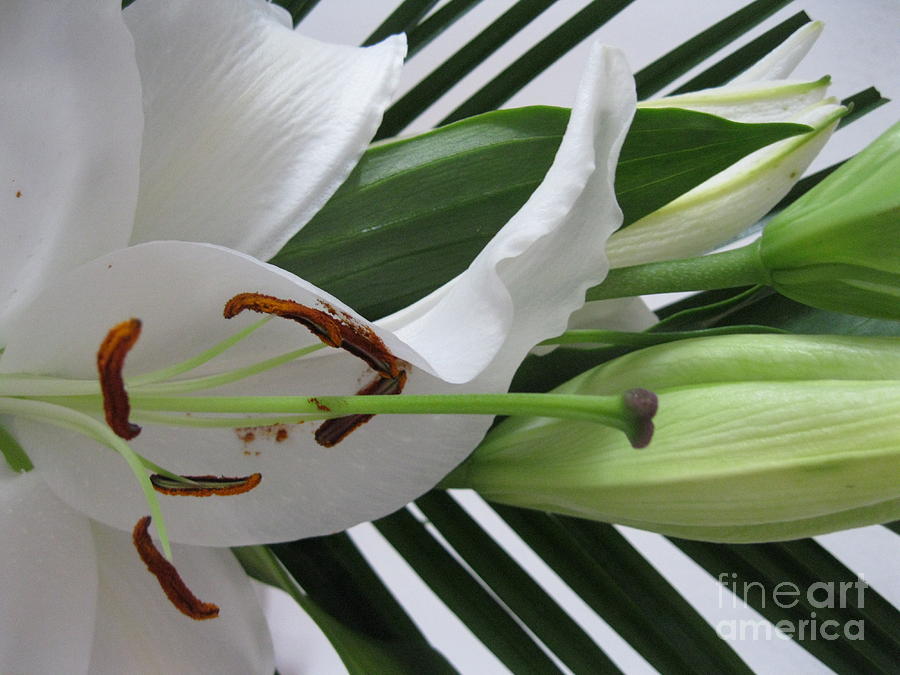 White Lily Painting by Oksana Semenchenko