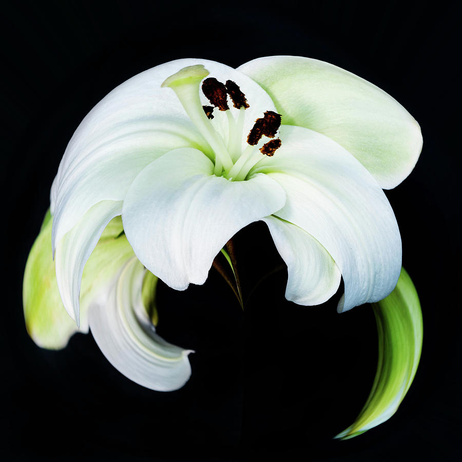 White Lily on Black Photograph by Cheryl Day