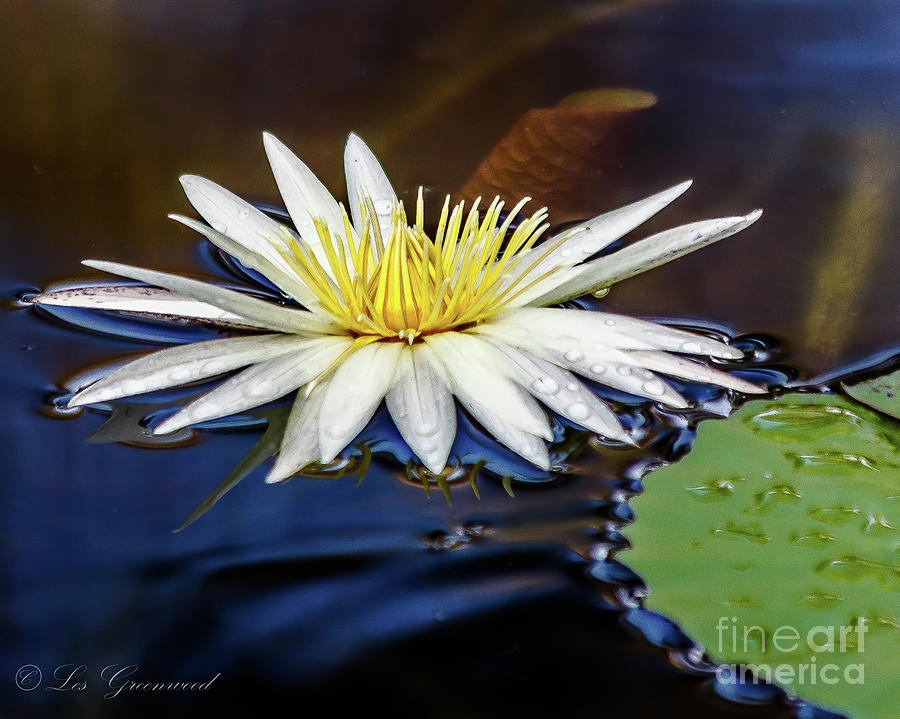 White Lily on pond Photograph by Les Greenwood