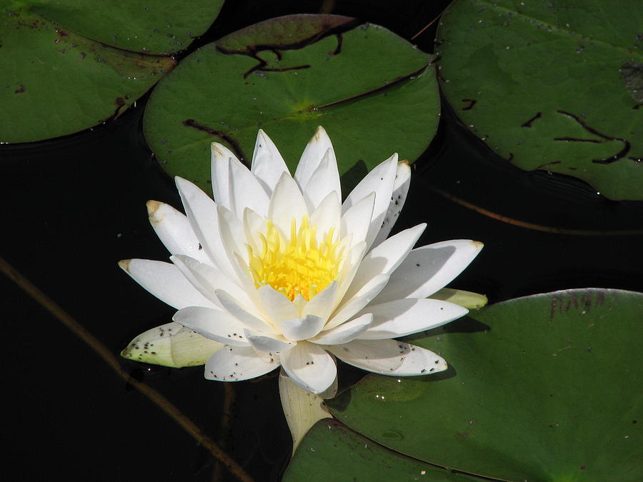 White Lily Pad Photograph by Charlene Reinauer