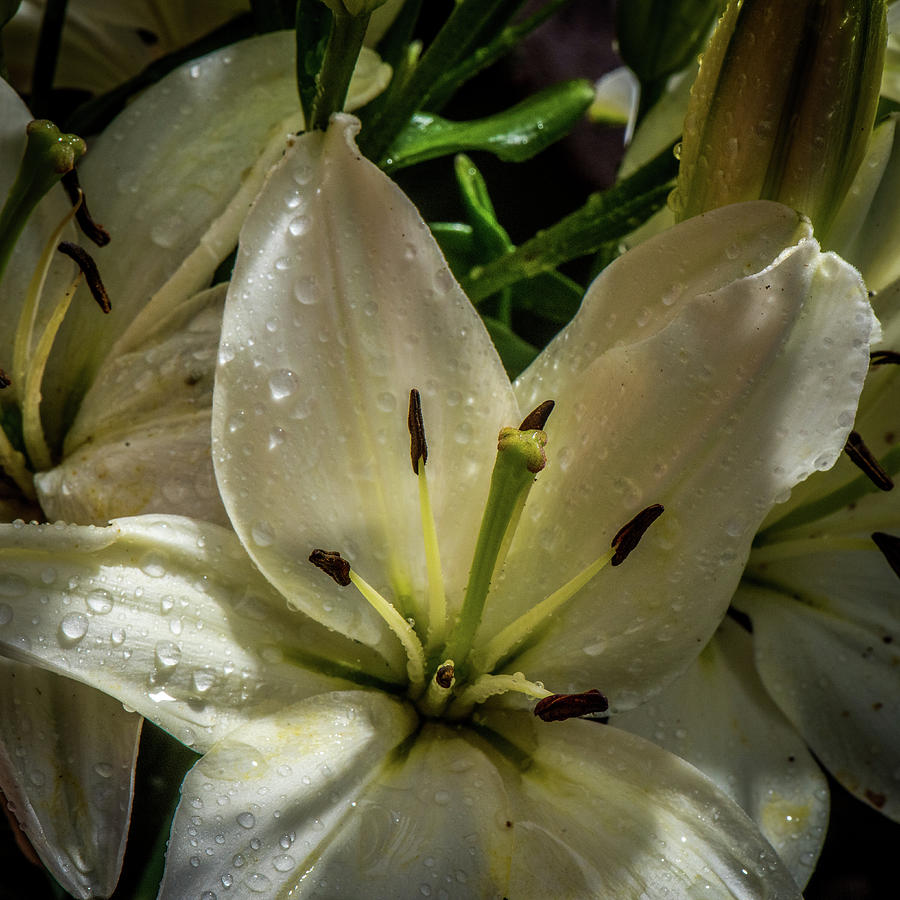 White Lily Photograph by Paul Freidlund