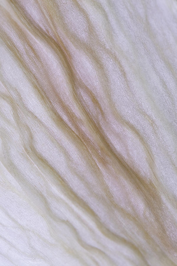 White Lily Petal in Macro Photograph by Cheryl Day