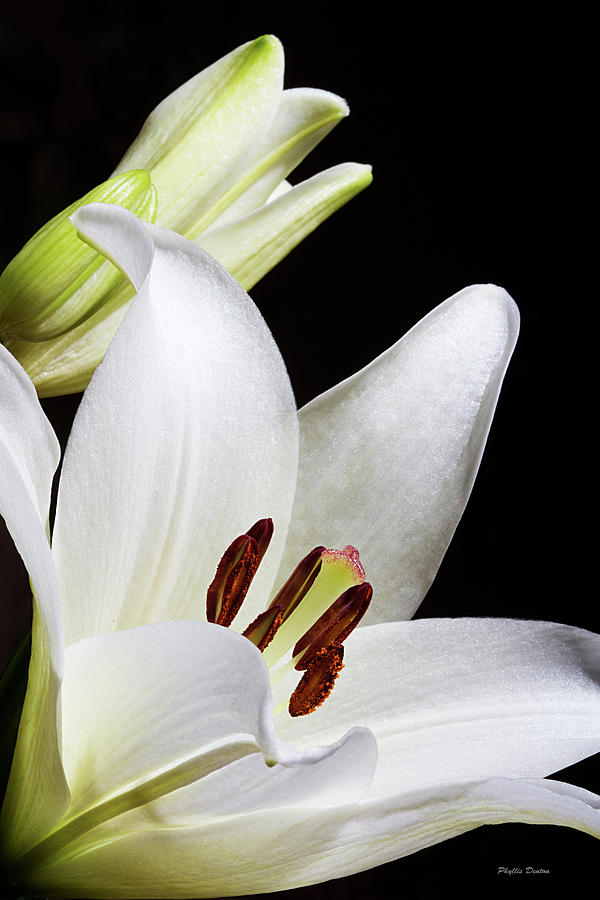 White Lily Promise Photograph by Phyllis Denton