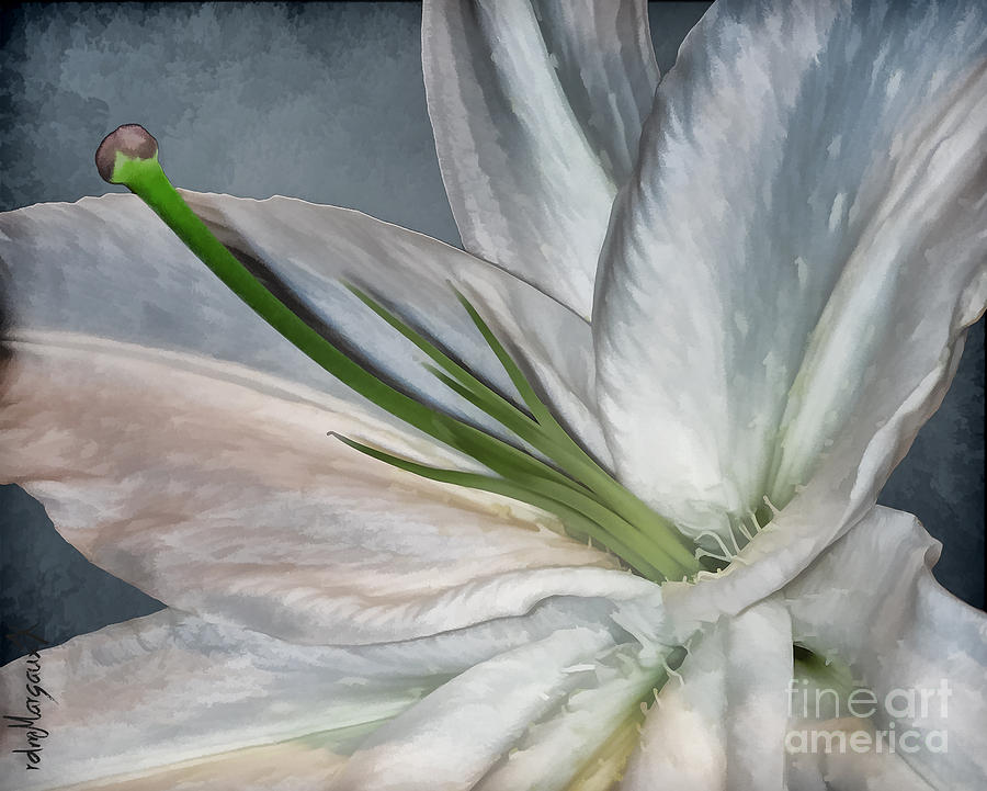 White Lily Photograph by Margaux Dreamaginations