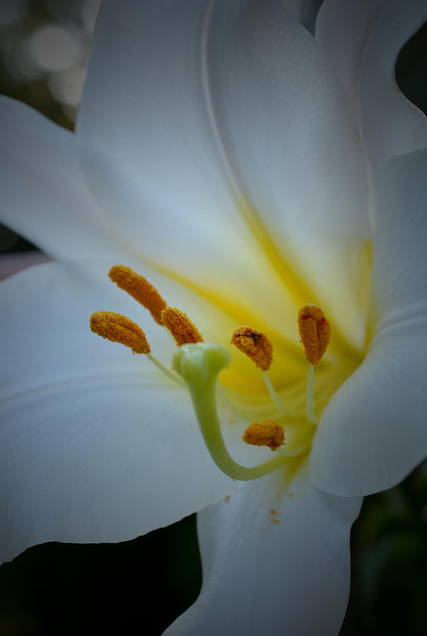 White Lily Photograph by Richard Andrews