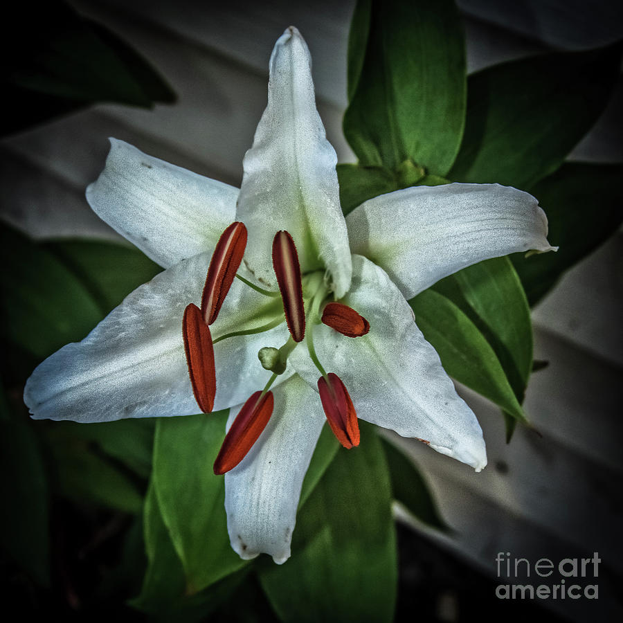 White Lily  Photograph by Robert Bales