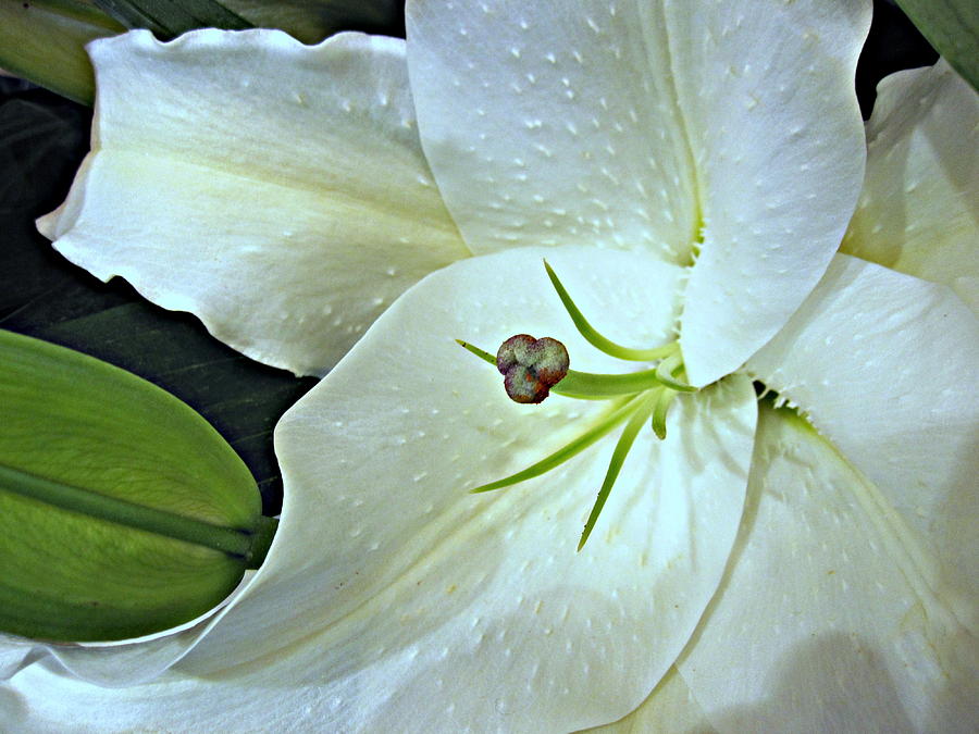 Flower Photograph - White Lily Second by Bonita Brandt