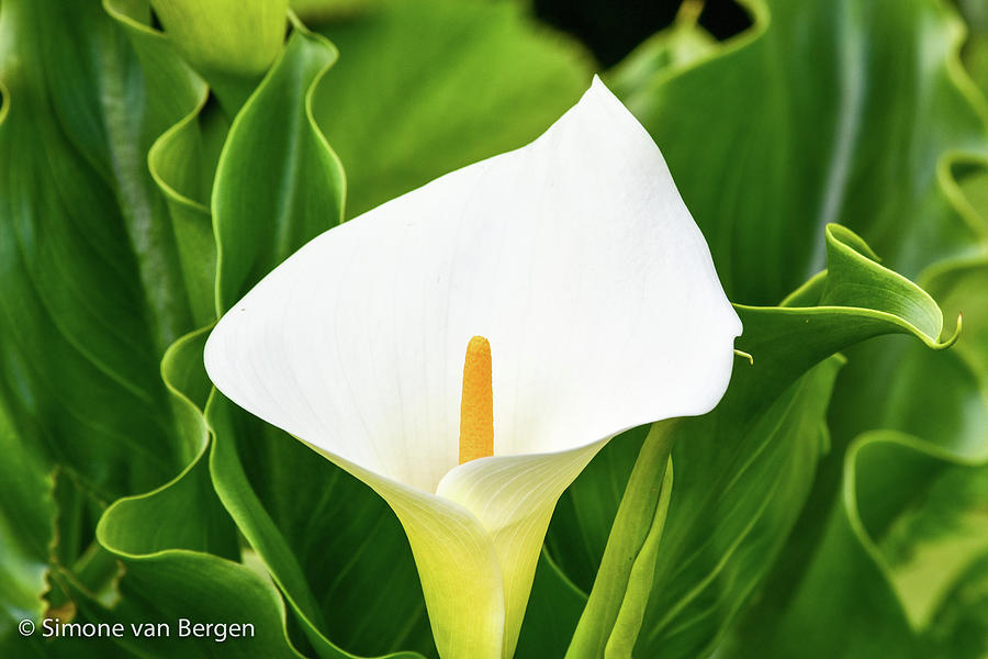 White Lily Photograph by Simone Van Bergen - Fine Art America