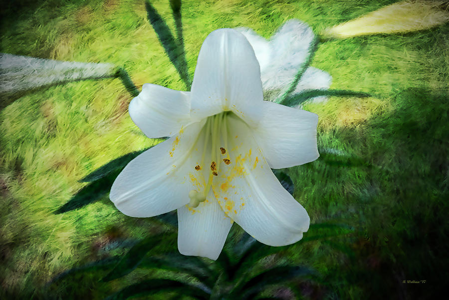 White Lily - Textures Photograph by Brian Wallace
