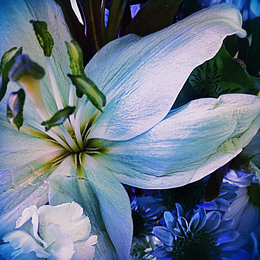 White Lily w Lavender Blue  Photograph by Ellen Levinson