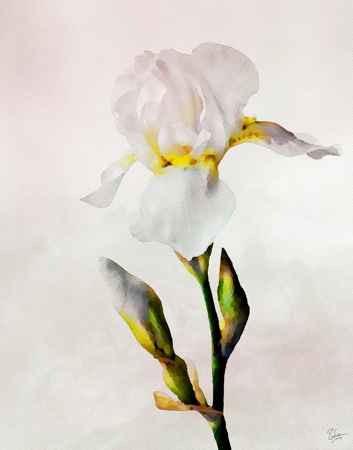 White Lily Faux Watercolor Photograph by Endre Balogh