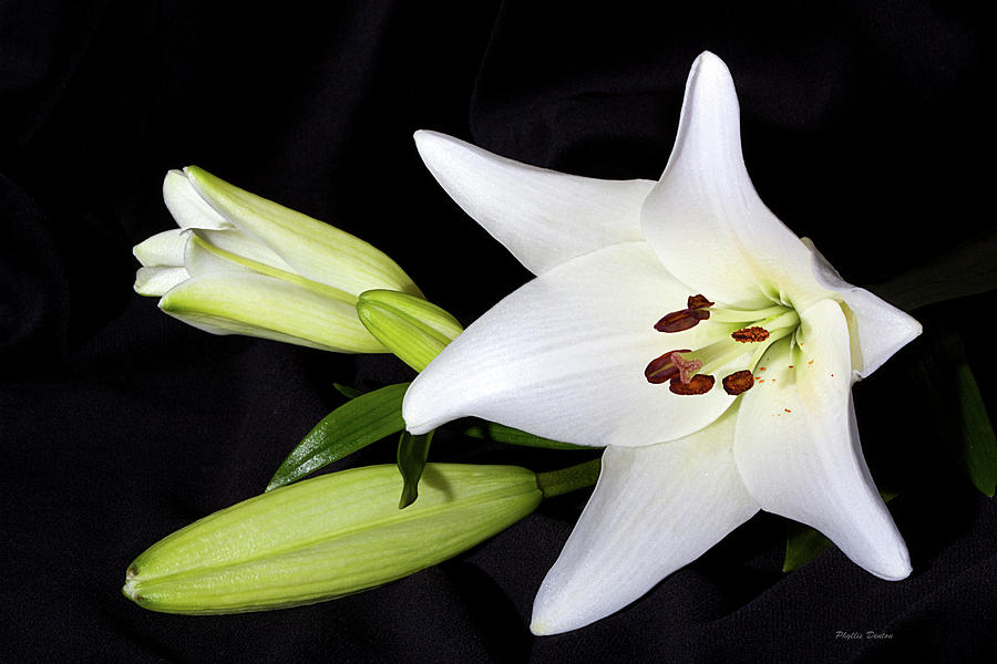 White Lily With Buds Photograph by Phyllis Denton
