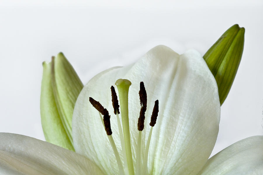White Lily with Two Buds Photograph by Cheryl Day