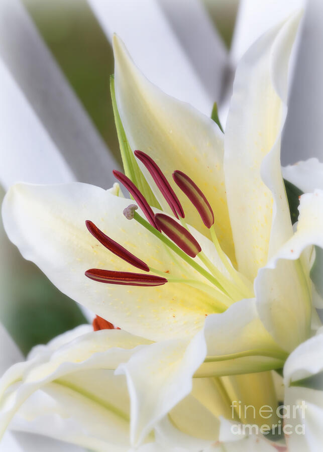 White Lily World Photograph by Carol Groenen