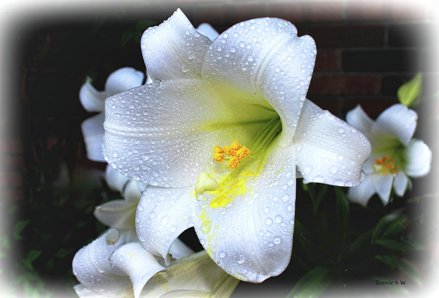 Lily with droplets Digital Art by Bonnie Willis