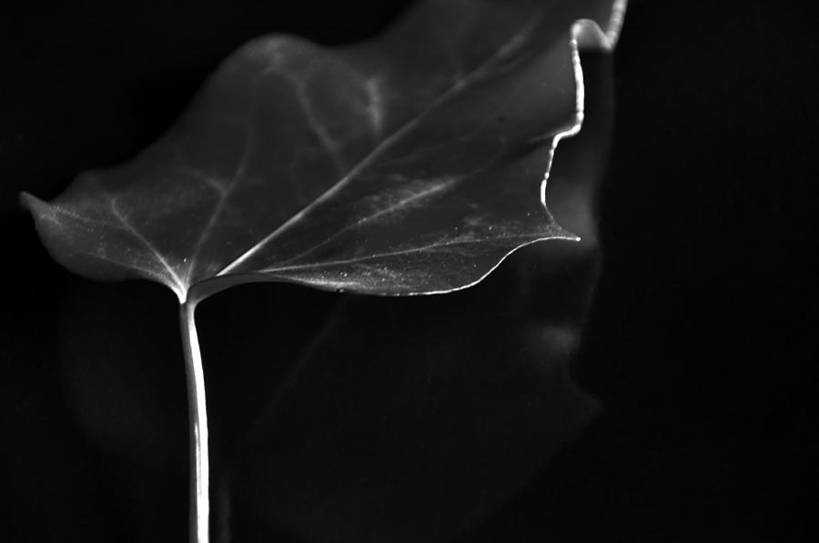 Black And White Photograph - White line by Damijana Cermelj