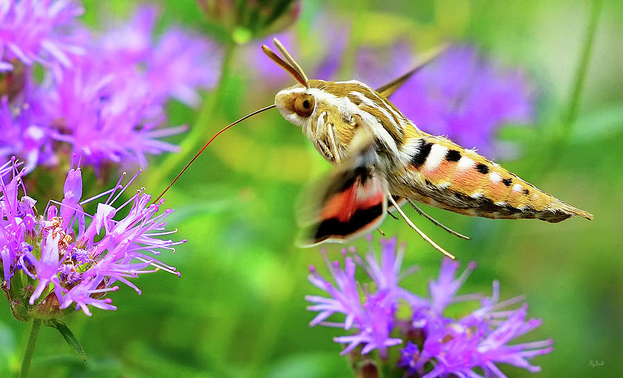 White Lined Sphinx Hummingbird Moth Photograph by Greg Norrell
