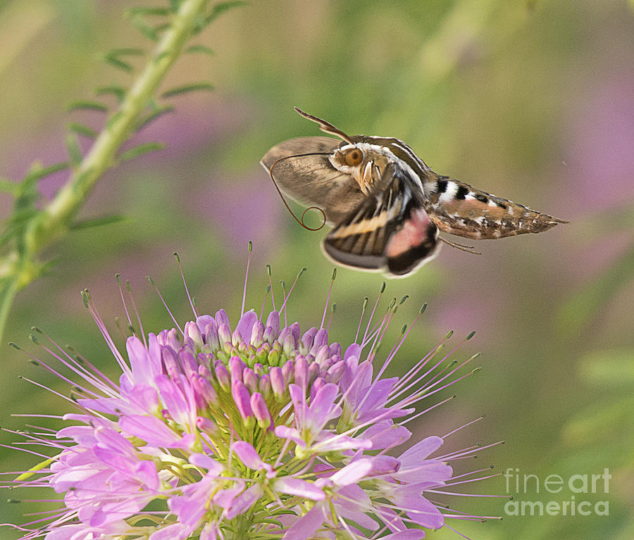 White Lined Sphinx Moth Photograph by Dennis Hammer