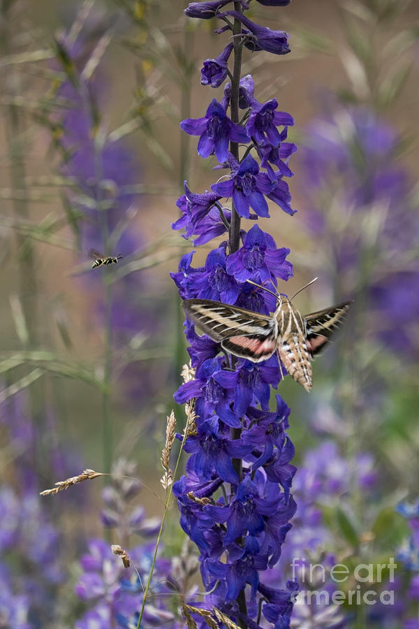White-lined Sphinx Moth Feeding Photograph by Marianne Jensen