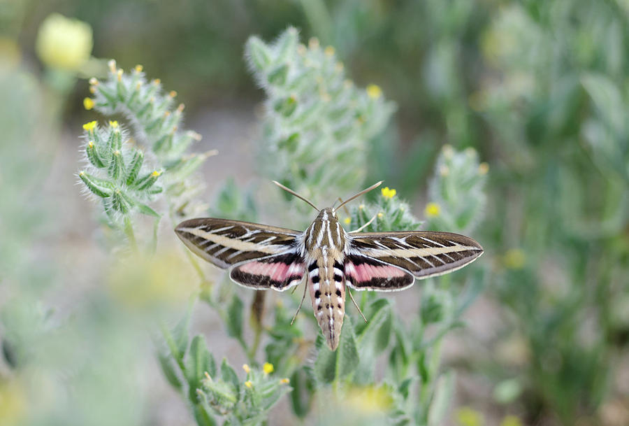 White Lined Sphinx Moth No.1 Photograph by Margaret Pitcher