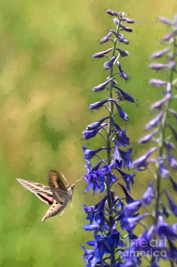 White-lined Sphinx Moth on Delphinium Photograph by Marianne Jensen