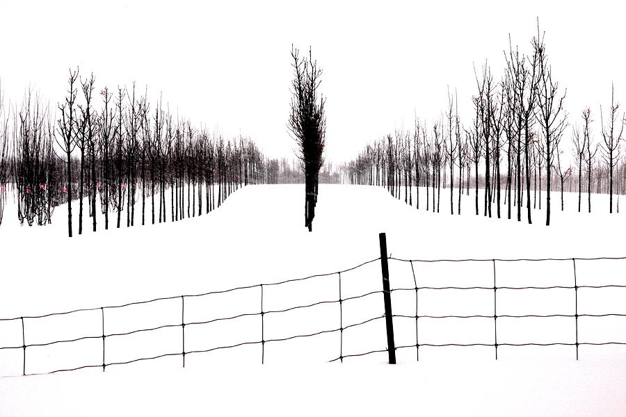 White lines fenced in  Photograph by Russell Styles