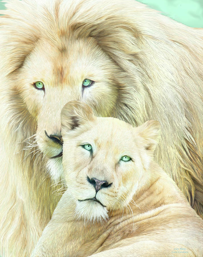White Lion Family - Mates Mixed Media by Carol Cavalaris