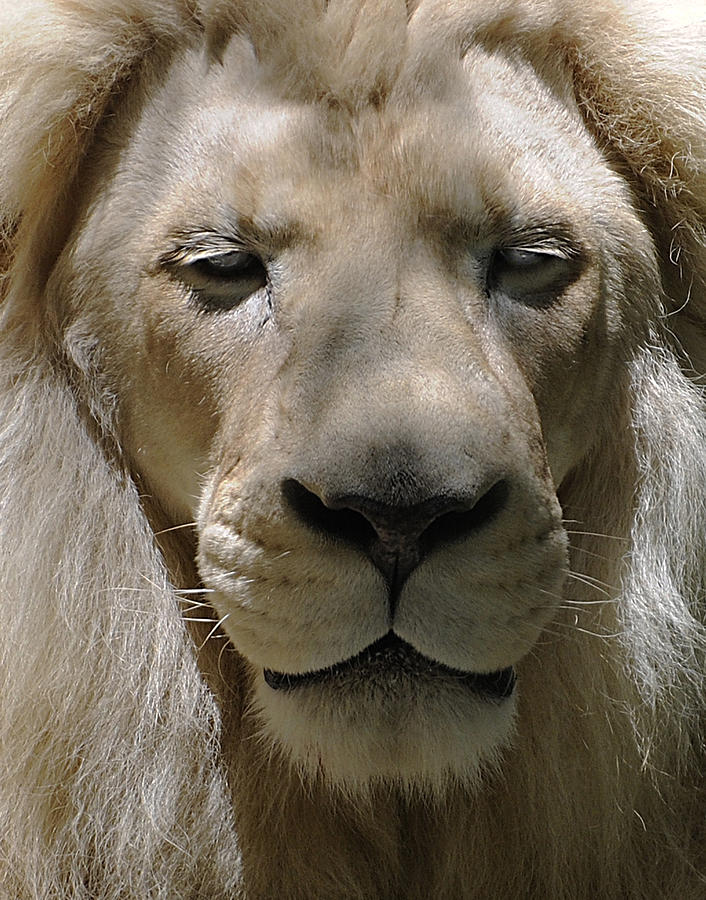 White Lion Photograph by Keith Lovejoy