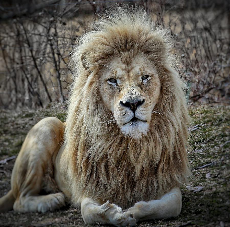 Wildlife Photograph - White Lion by Raakesh Blokhra