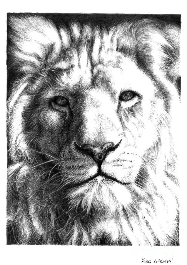 Portrait Drawing - White Lion by Yana Wolanski