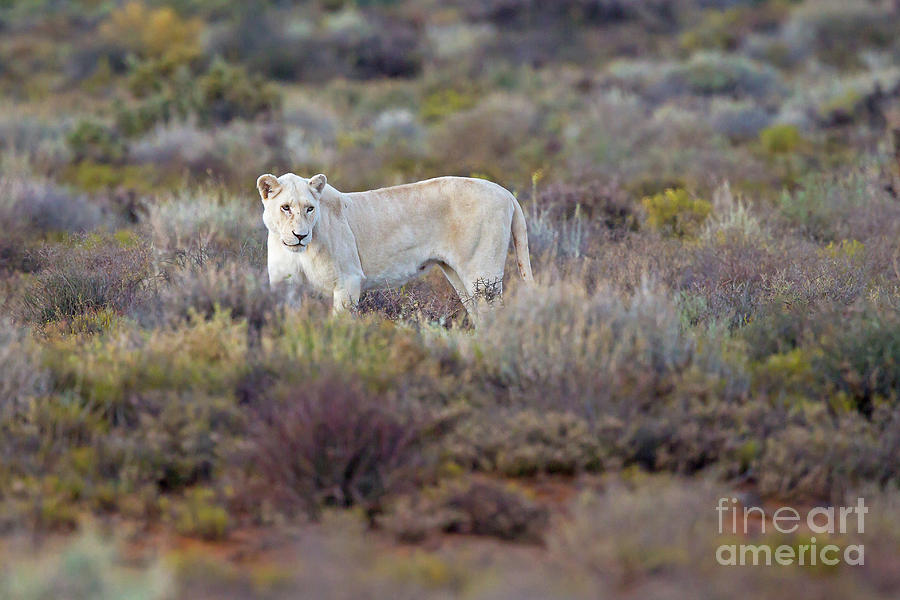 White Lioness Photograph by Jean-Luc Baron