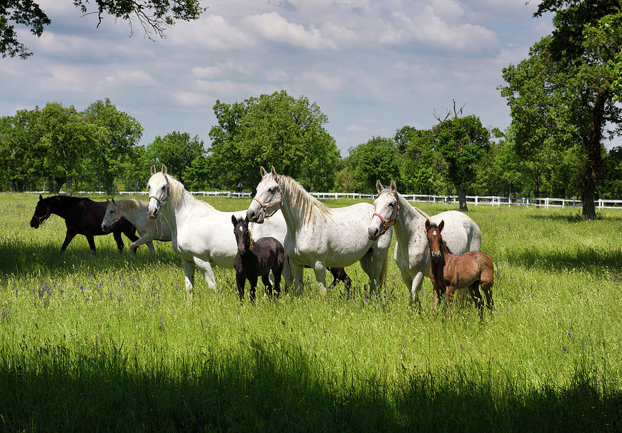 Horse Photograph - White Lipizzaner mares horse breed with dark foals grazing in a  by Reimar Gaertner