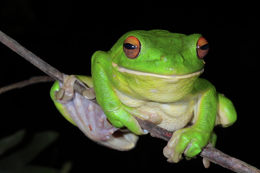 White-lipped Tree Frog Photograph by Bruce J Robinson