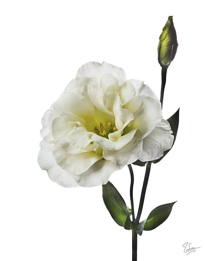 White Lisianthus Photograph by Endre Balogh