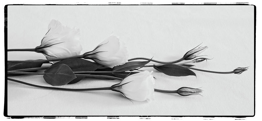 White Lisianthus  Photograph by Sandra Foster