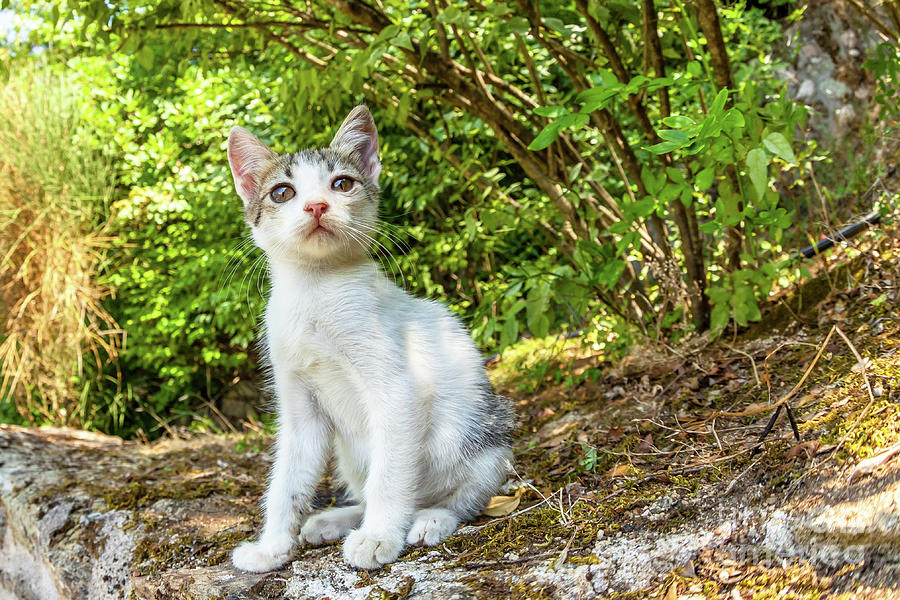 white little kitten