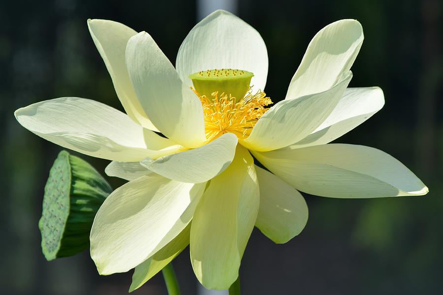 White Lotus 3 Photograph by Mary Ann Artz