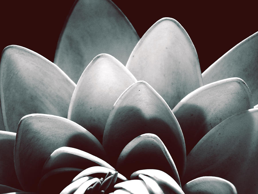 Lily Photograph - White Lotus At Dawn by Sumit Mehndiratta