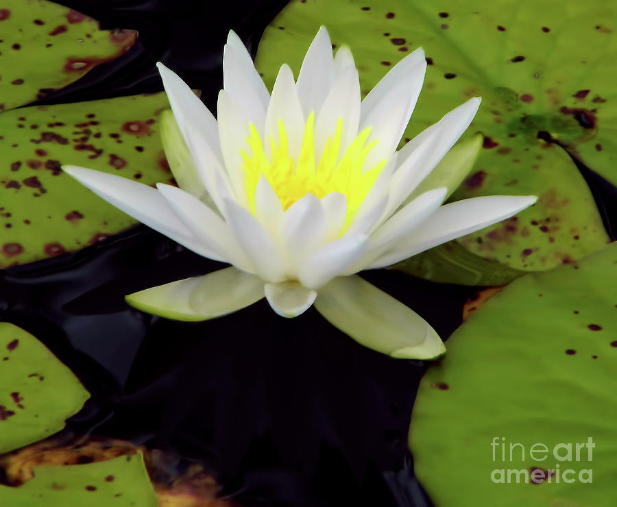 White Lotus Photograph by D Hackett