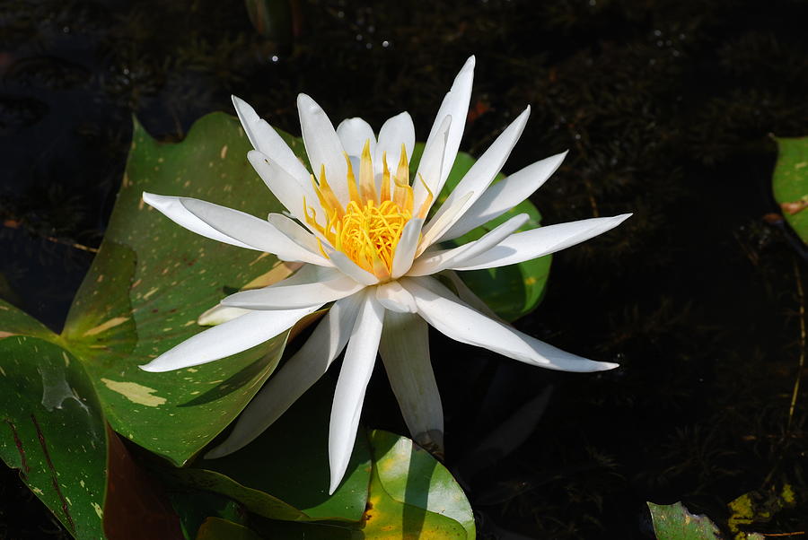 White Lotus Photograph by Don Wright