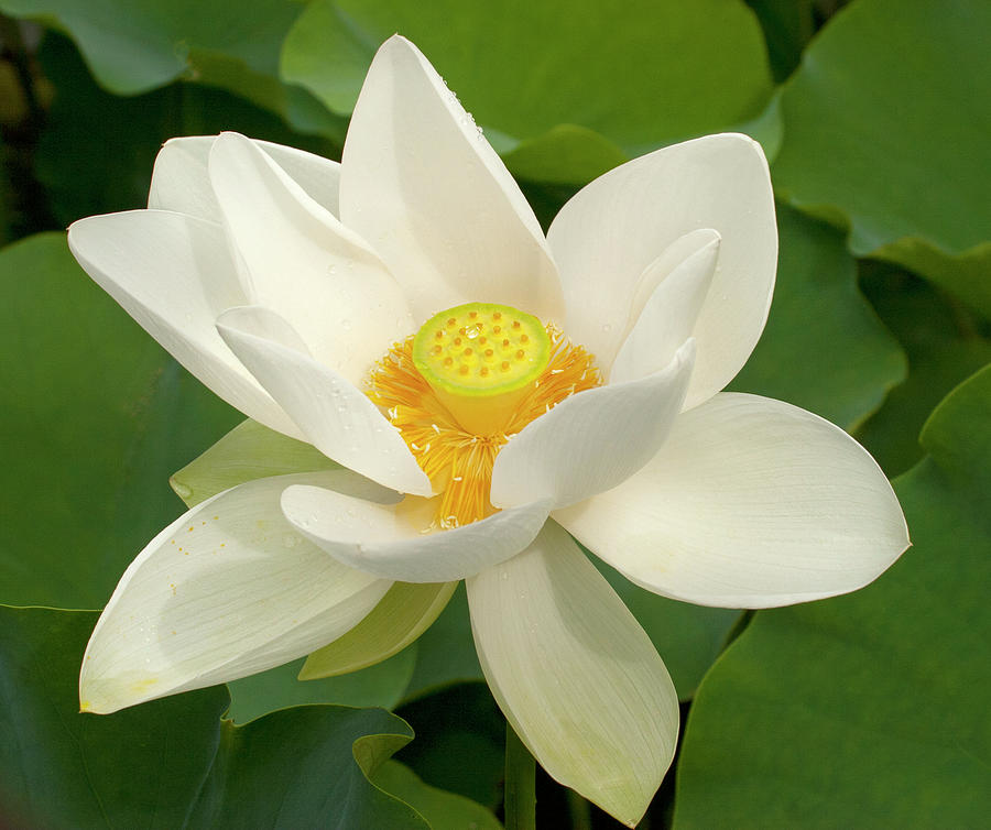 White Lotus Photograph by Elvira Butler