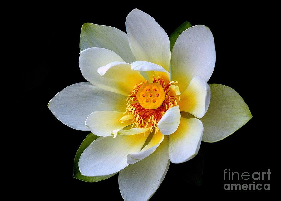 Nature Photograph - White Lotus Flower by Lisa L Silva