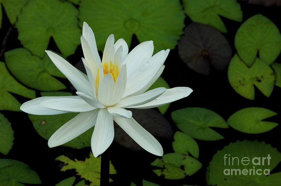 White Lotus flower Photograph by Sami Sarkis