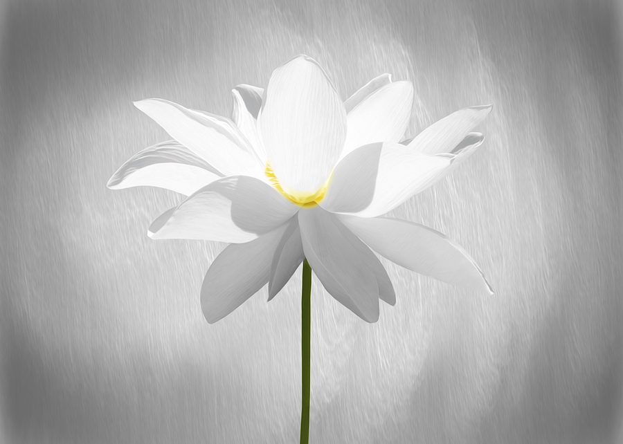White Lotus Flower Photograph by Steven Michael
