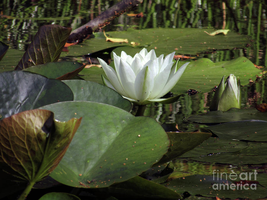 White Lotus Flowers 2 Photograph by Kim Tran