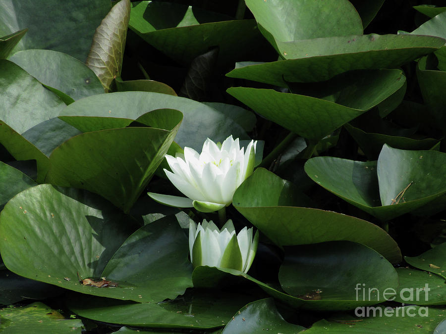 White Lotus Flowers Photograph by Kim Tran