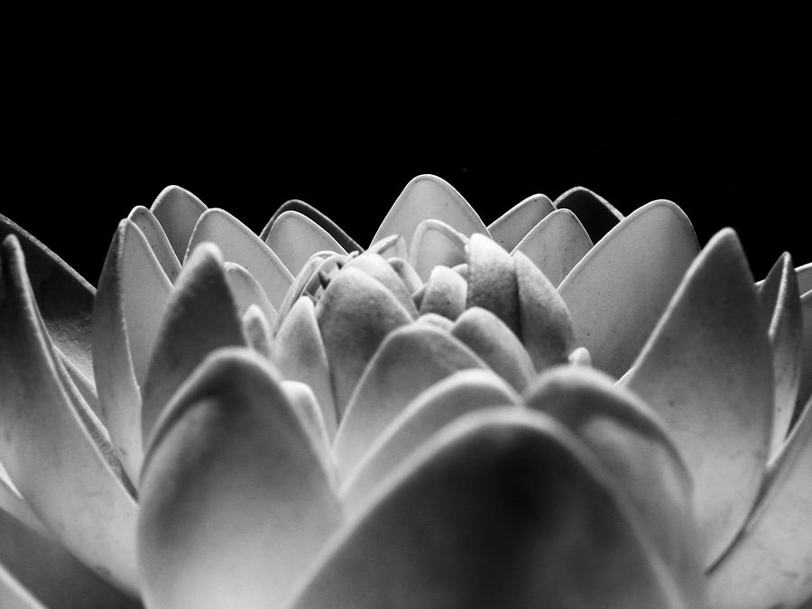 White lotus in night Photograph by Sumit Mehndiratta