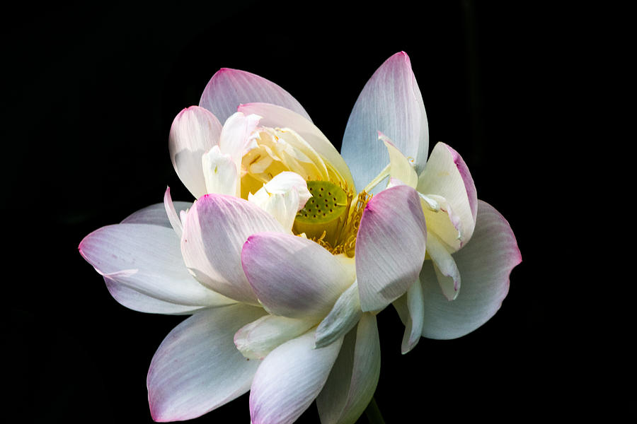 White Lotus Photograph by Jay Stockhaus
