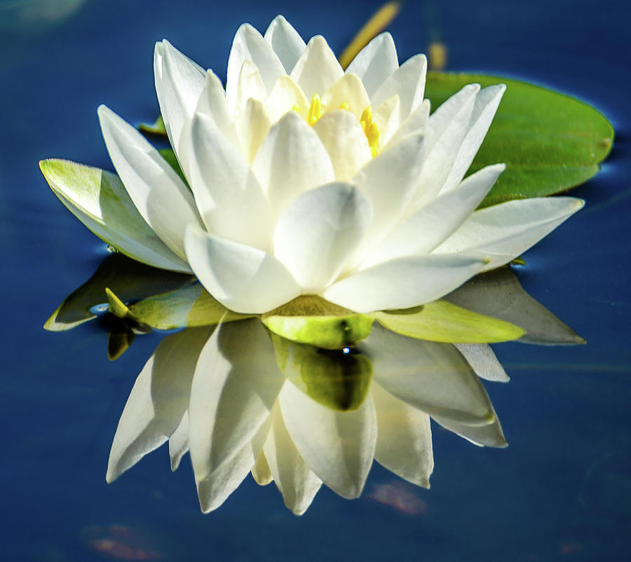 White Lotus Photograph by Jerry Cahill